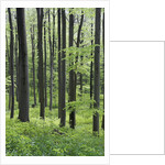 Trees in Forest by Anonymous