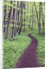 Trail Through Trees in Forest by Anonymous