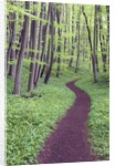 Trail Through Trees in Forest by Anonymous