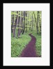 Trail Through Trees in Forest by Anonymous