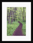 Trail Through Trees in Forest by Anonymous
