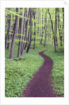 Trail Through Trees in Forest by Anonymous