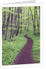 Trail Through Trees in Forest by Anonymous