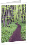 Trail Through Trees in Forest by Anonymous