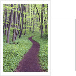 Trail Through Trees in Forest by Anonymous