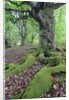 Old Tree With Surface Roots in Forest by Anonymous