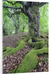 Old Tree With Surface Roots in Forest by Anonymous