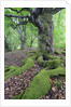 Old Tree With Surface Roots in Forest by Anonymous