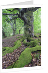 Old Tree With Surface Roots in Forest by Anonymous