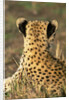 Cheetah Cub by Anonymous