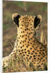 Cheetah Cub by Anonymous