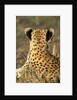 Cheetah Cub by Anonymous
