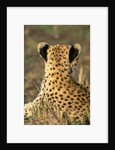 Cheetah Cub by Anonymous
