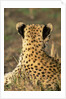 Cheetah Cub by Anonymous