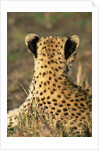 Cheetah Cub by Anonymous