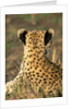 Cheetah Cub by Anonymous