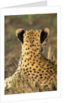 Cheetah Cub by Anonymous