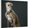 Whippet by Anonymous