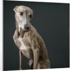 Whippet by Anonymous