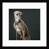 Whippet by Anonymous