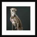 Whippet by Anonymous