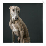 Whippet by Anonymous