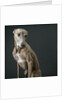 Whippet by Anonymous