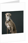 Whippet by Anonymous