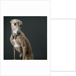 Whippet by Anonymous