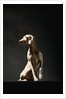 Alert Weimaraner by Anonymous