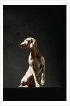 Alert Weimaraner by Anonymous