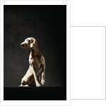 Alert Weimaraner by Anonymous