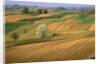 Agricultural Fields on Farm by Anonymous