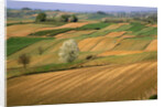 Agricultural Fields on Farm by Anonymous
