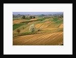 Agricultural Fields on Farm by Anonymous