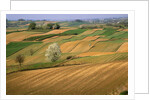 Agricultural Fields on Farm by Anonymous