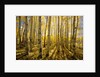 Aspen Trees in Autumn by Anonymous