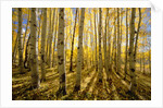 Aspen Trees in Autumn by Anonymous