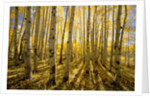 Aspen Trees in Autumn by Anonymous