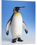 King Penguin by Anonymous