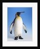 King Penguin by Anonymous