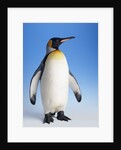 King Penguin by Anonymous