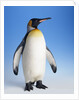King Penguin by Anonymous