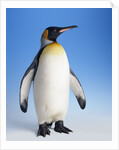 King Penguin by Anonymous