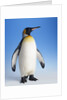 King Penguin by Anonymous
