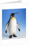 King Penguin by Anonymous