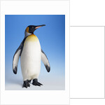 King Penguin by Anonymous