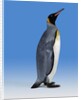 King Penguin by Anonymous