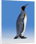 King Penguin by Anonymous