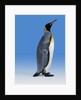 King Penguin by Anonymous